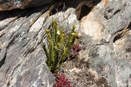 Image of Acmadenia rupicola I. Williams