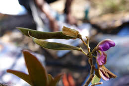 Image of Mundulea anceps R. Vig.