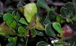 Image of Dodonaea bursariifolia F. Müll.