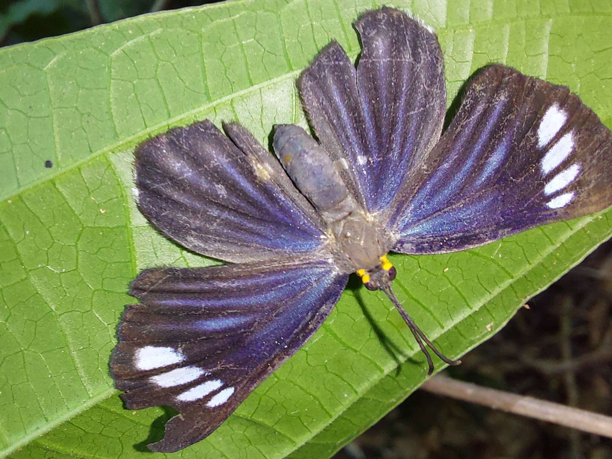 Image of Pheles strigosa