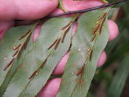 Image de Asplenium serra Langsd. & Fischer