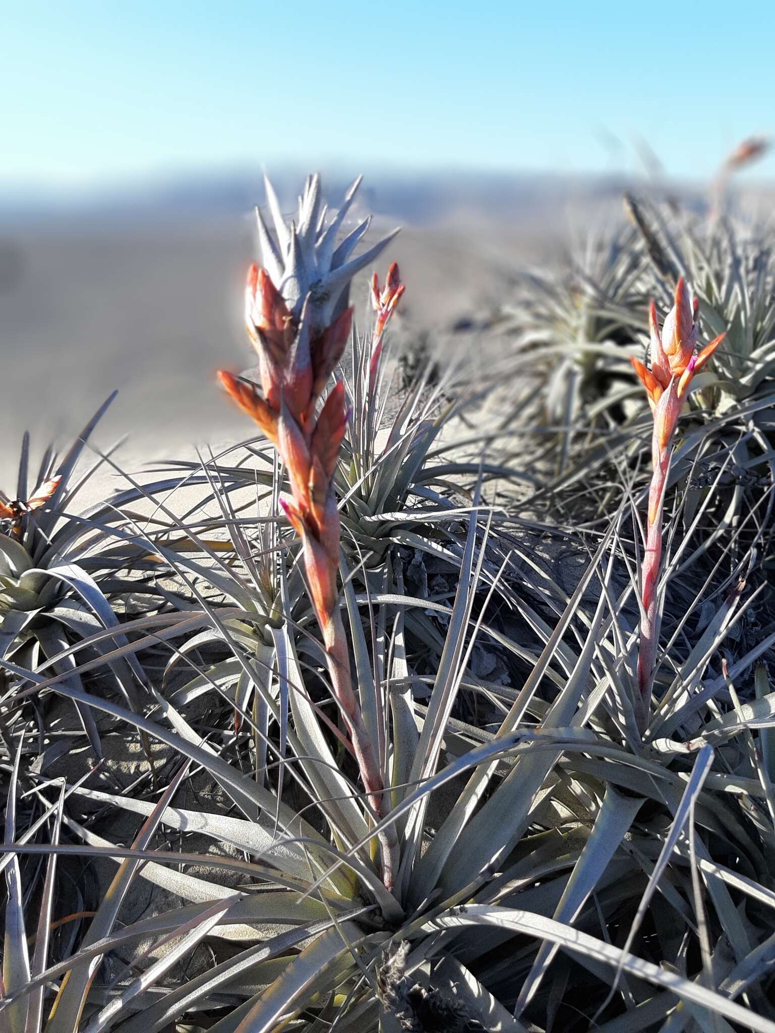 Imagem de Tillandsia latifolia Meyen