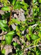 Mirabilis elegans (Choisy) Heimerl resmi