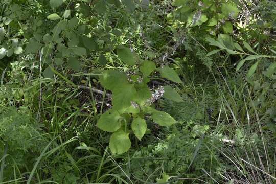 Image of Plectranthus grallatus Briq.