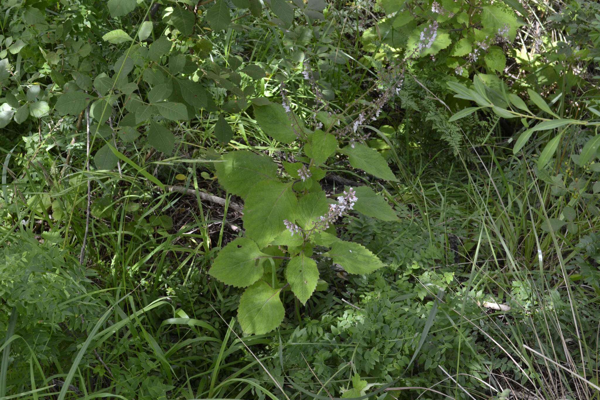 Image de Plectranthus grallatus Briq.