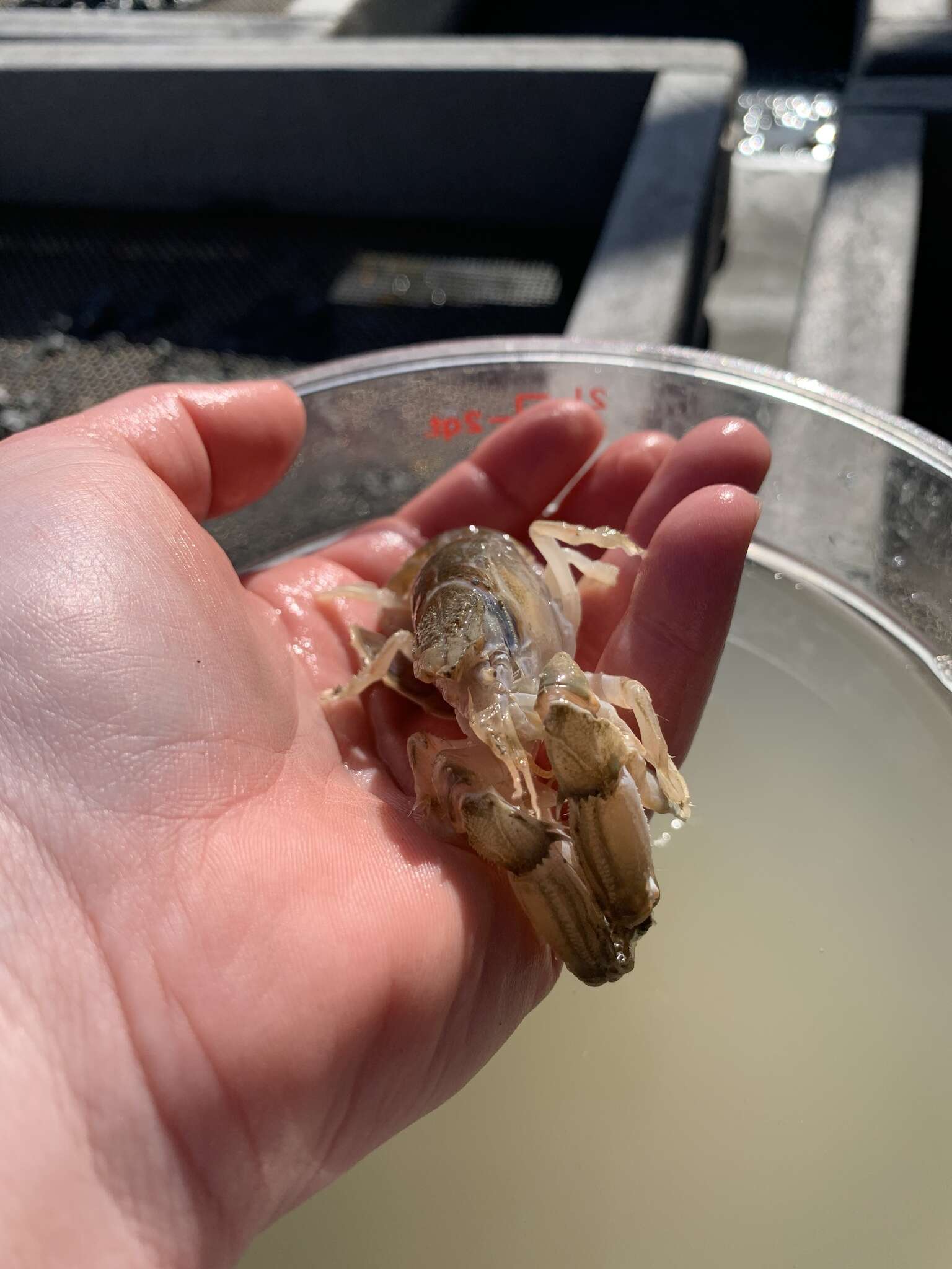 Image of Puget Sound ghost crab