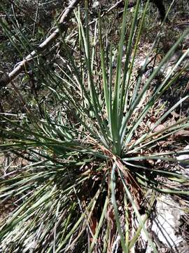 Agave striata Zucc. resmi