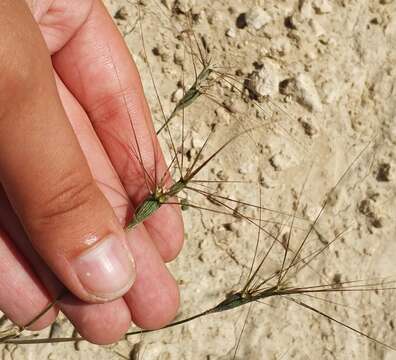 Image of barbed goatgrass