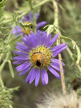 Image of Neocapsus fasciativentris (Stal 1862)