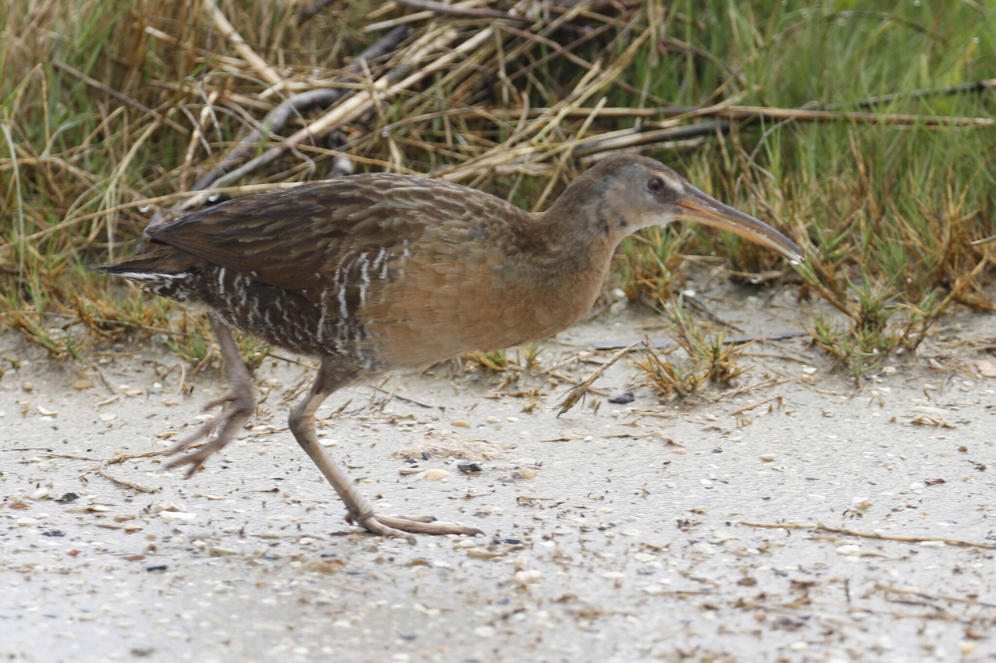 Image of Clapper Rail