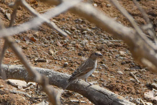 Image of Bush Petronia