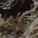 Image of Manning grass shrimp