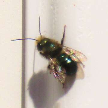 Image of <i>Osmia <i>lignaria</i></i> lignaria