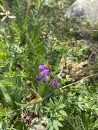 Image de Oxytropis kusnetzovii Krylov & Steinb.