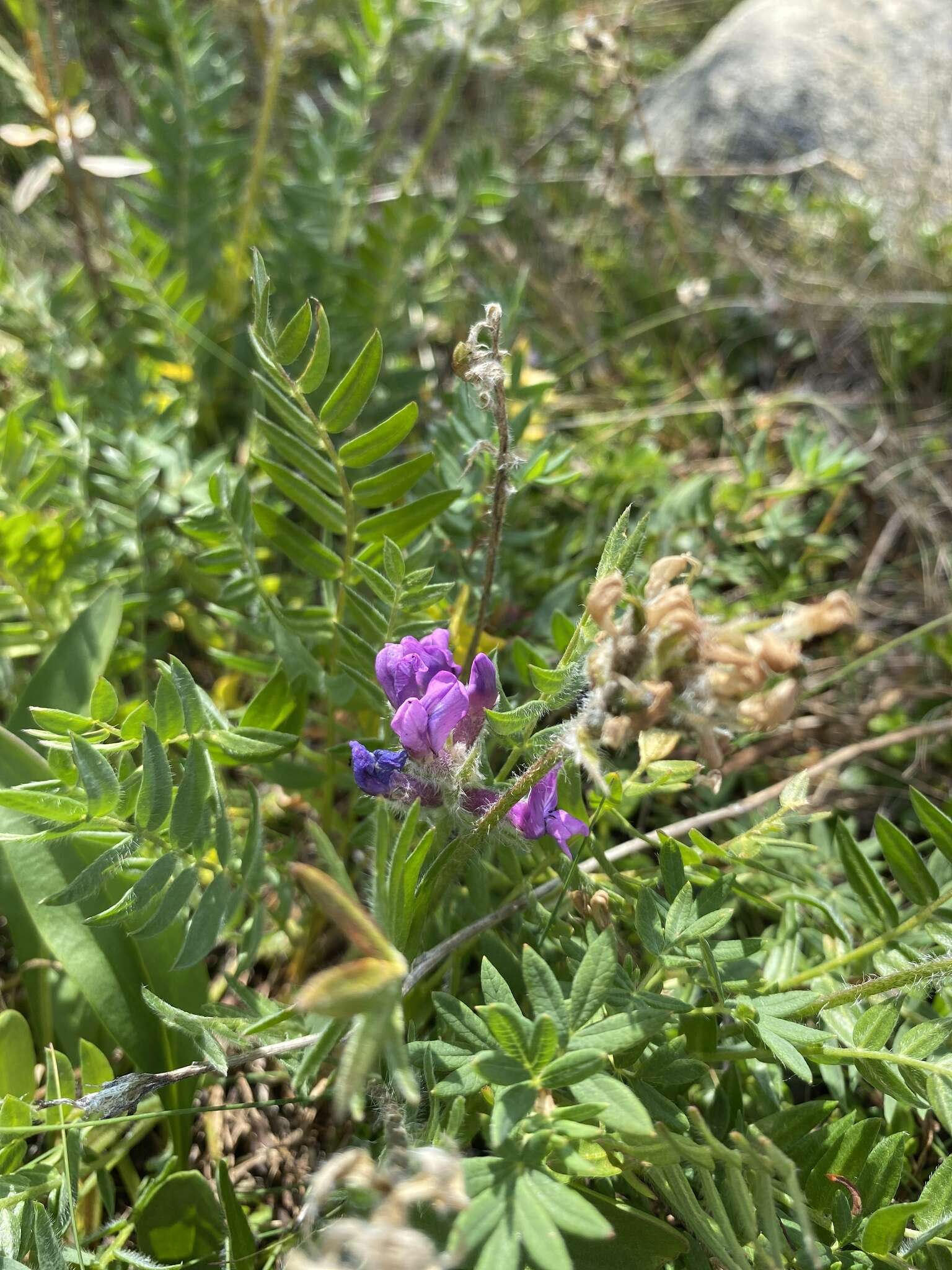 Image de Oxytropis kusnetzovii Krylov & Steinb.