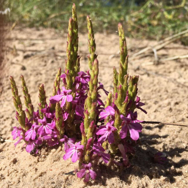 Image of cowpea witchweed