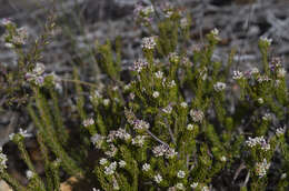 Image of Phylica lachneaeoides Pillans