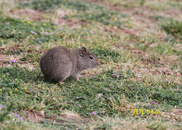 صورة Galea leucoblephara Burmeister 1861