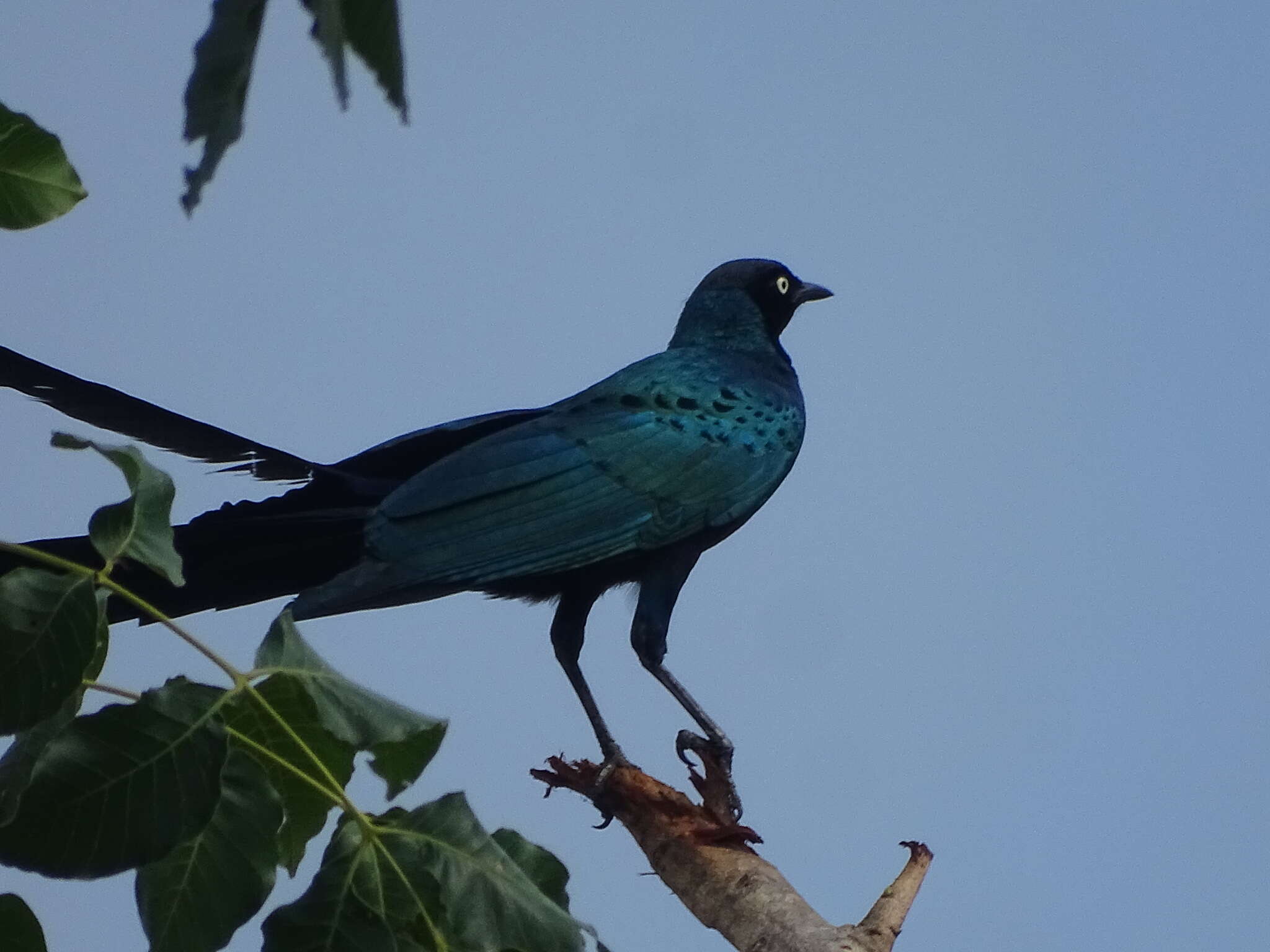 Image of Long-tailed Glossy Starling