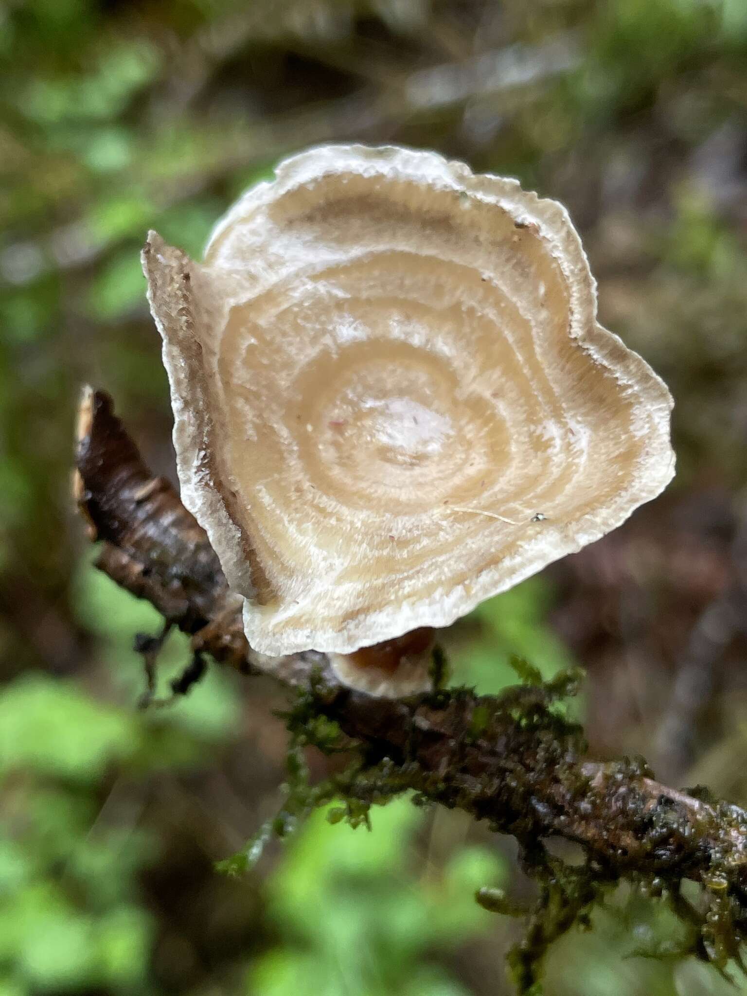 Image of Picipes tubaeformis (P. Karst.) Zmitr. & Kovalenko 2016