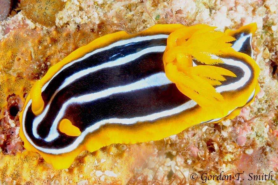 Image of Kuiter's black white orange slug