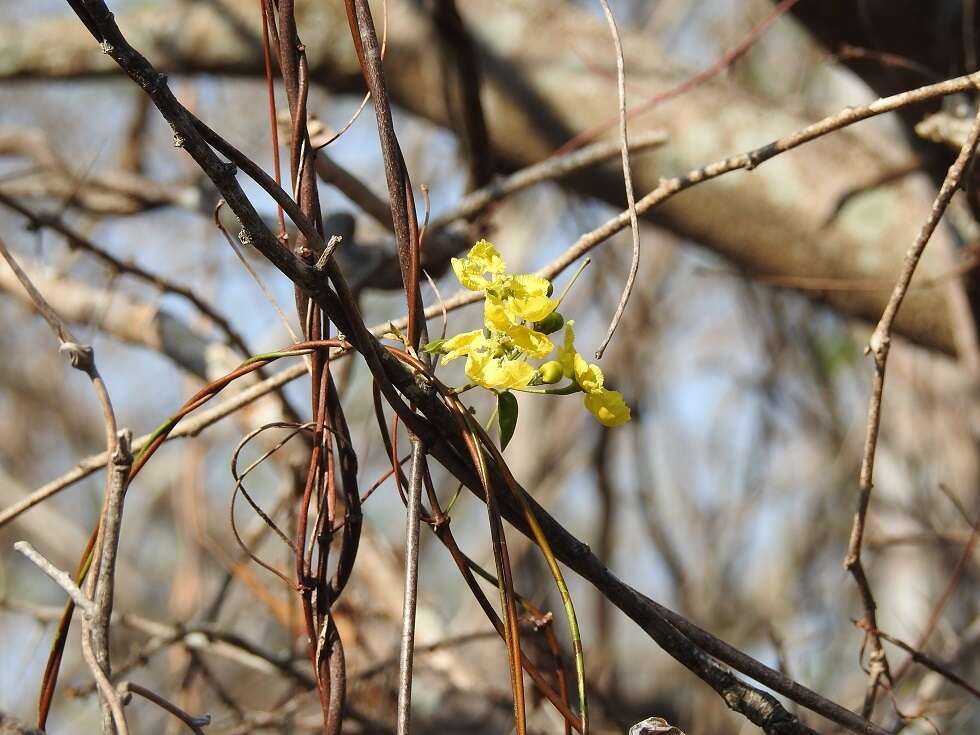 Imagem de Stigmaphyllon dichotomum (L.) Griseb.