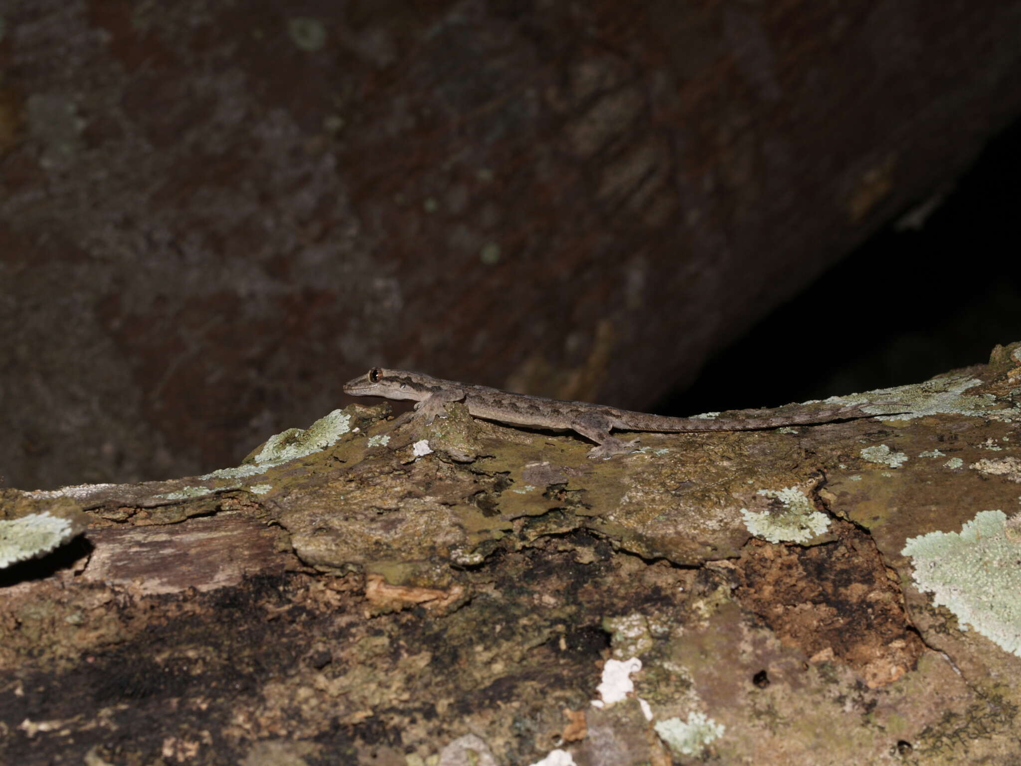 Image of Flat-tailed House Gecko