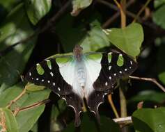 Слика од Graphium macleayanus (Leach 1814)