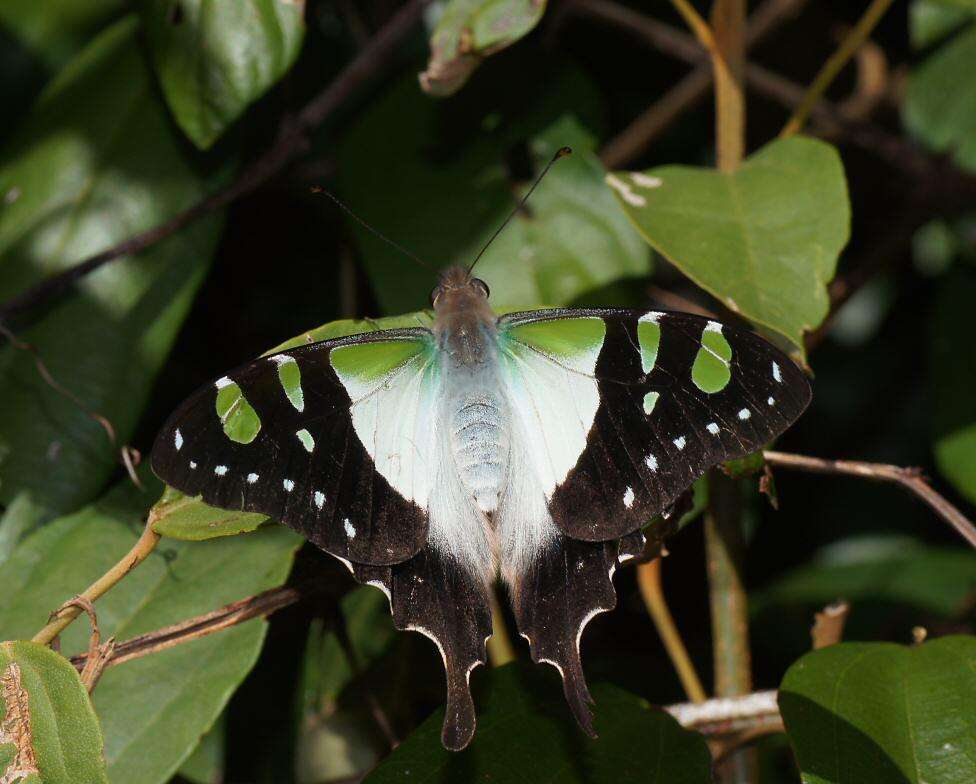 Слика од Graphium macleayanus (Leach 1814)