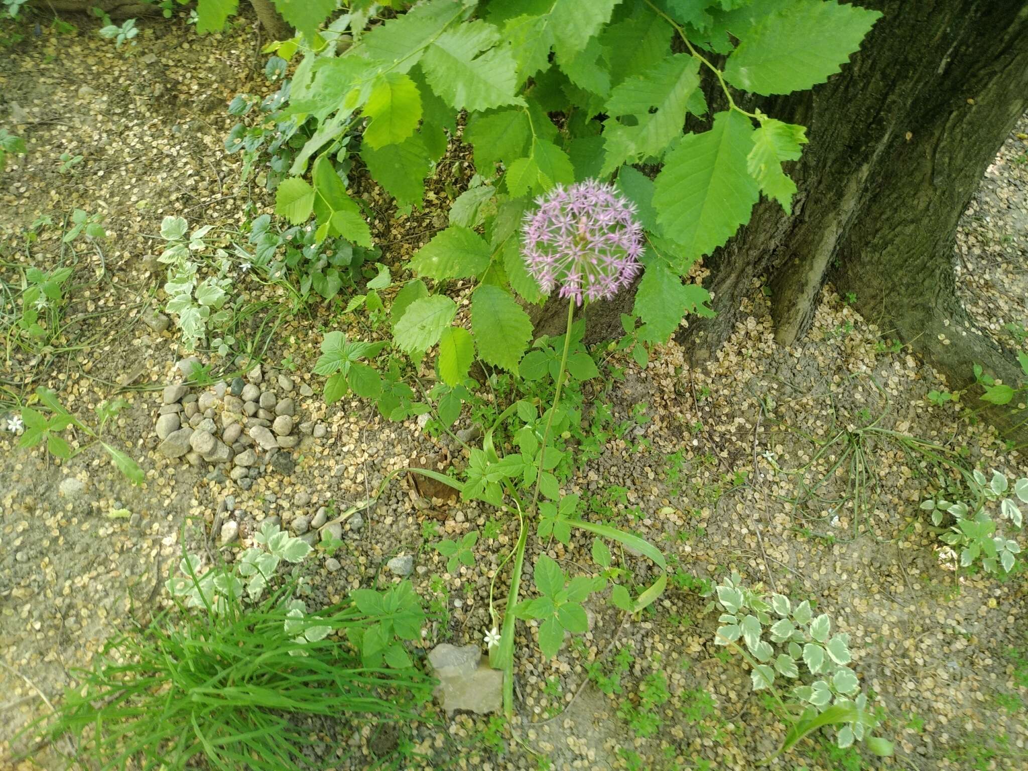 Image of Persian onion