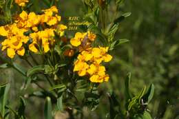 Image of sweetscented marigold