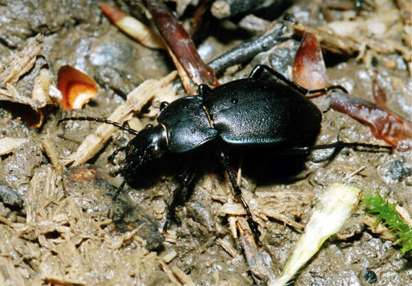 Image of Winstanley Ground Beetle