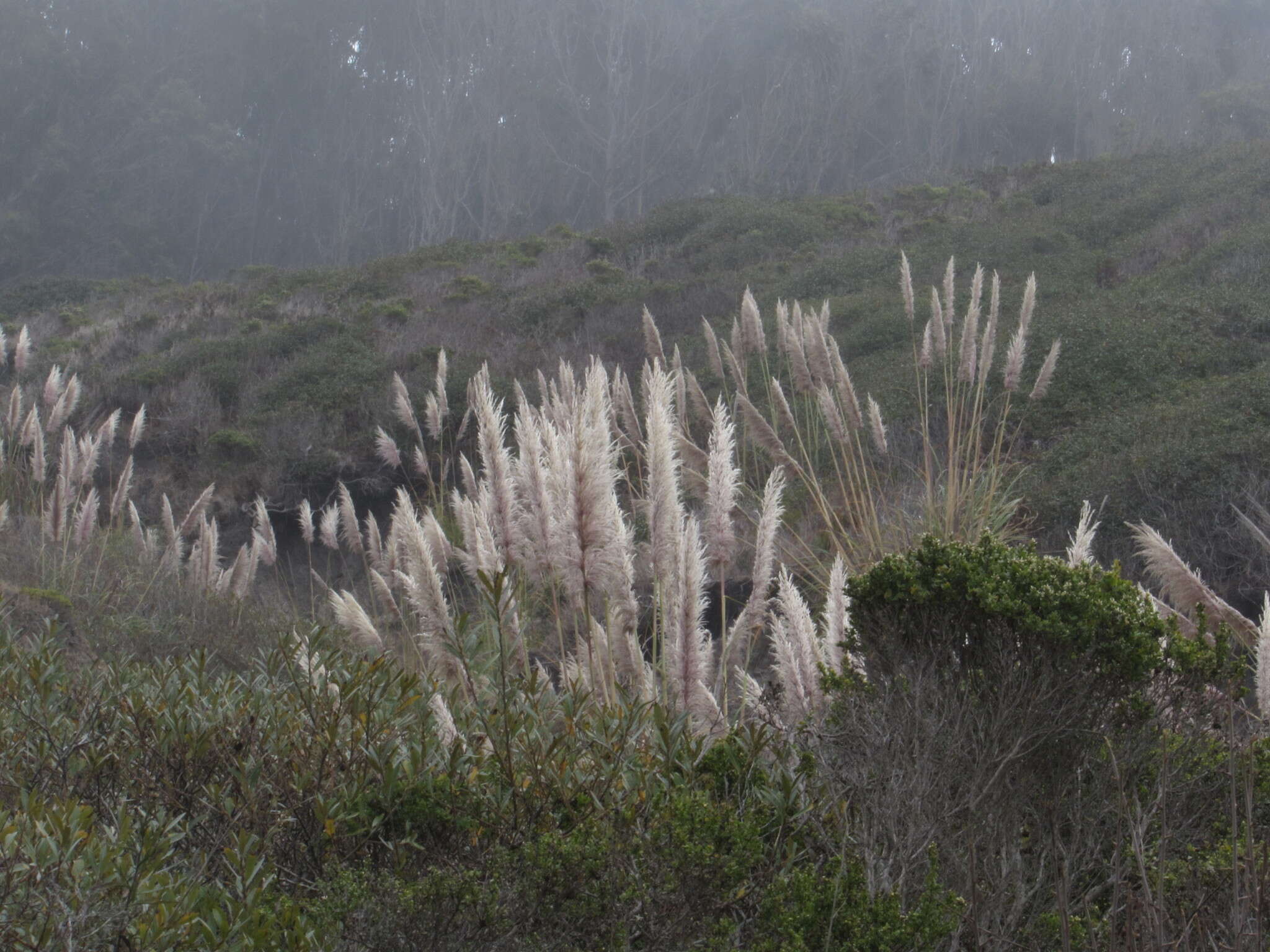 Image of purple pampas grass