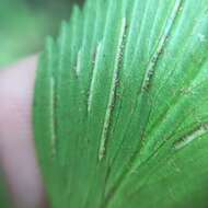 Image of Asplenium falcatum Lam.