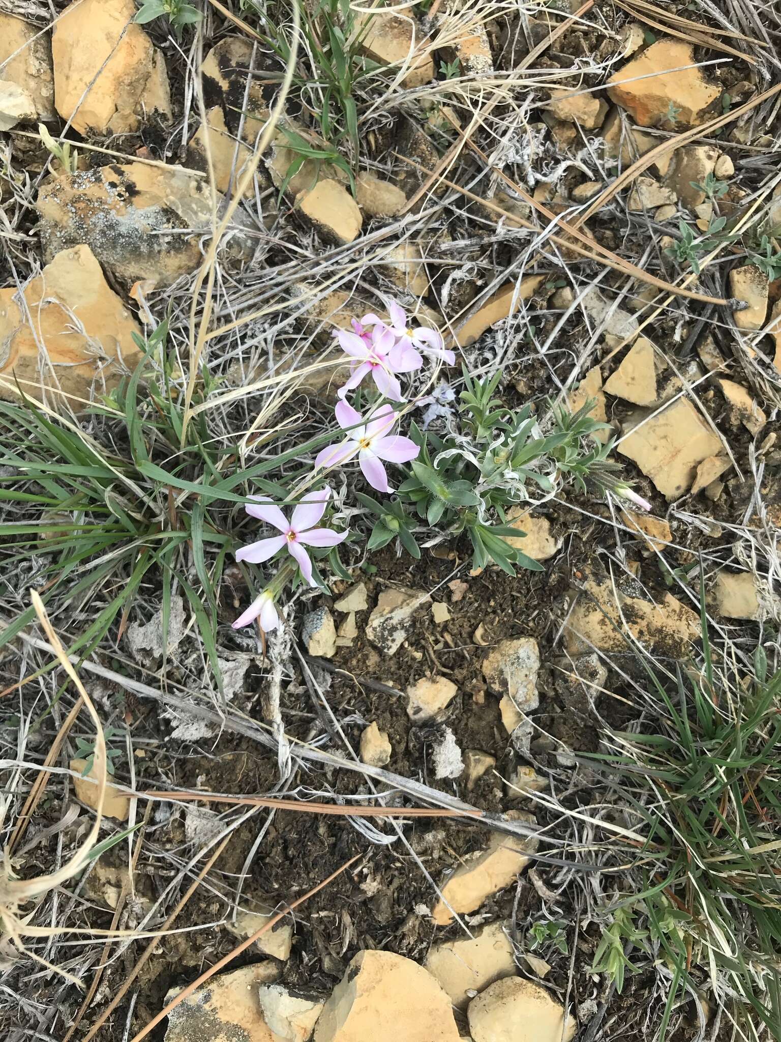 Image of alyssumleaf phlox