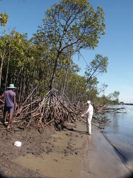 Image of Mangrove