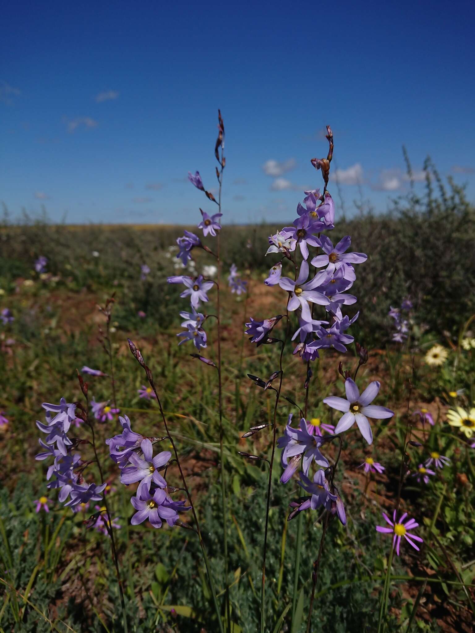 Image of Ixia rapunculoides Redouté