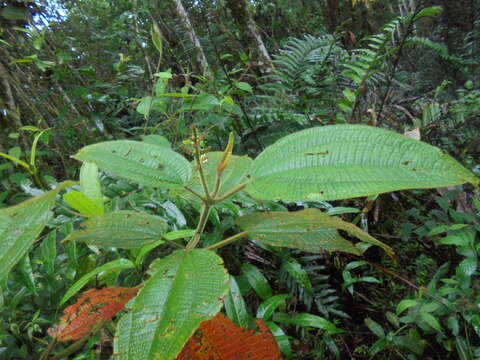 Слика од Miconia aeruginosa Naud.