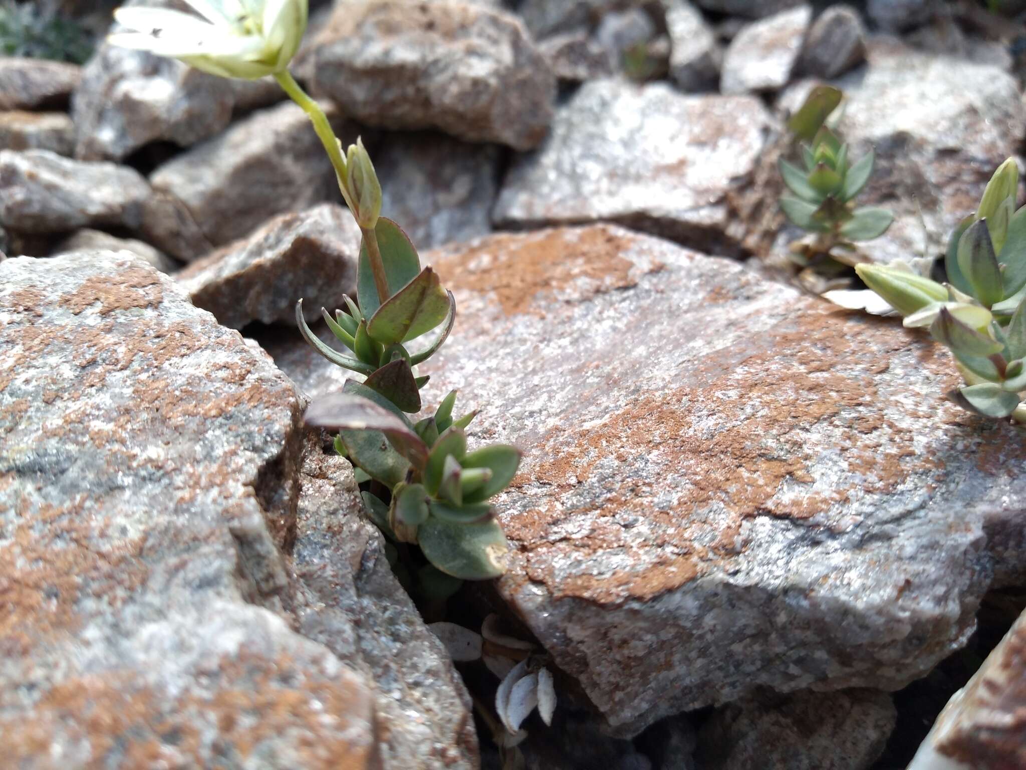 Image of Alaska starwort