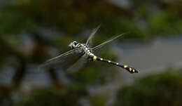 Image of <i>Ictinogomphus decoratus melaenops</i>