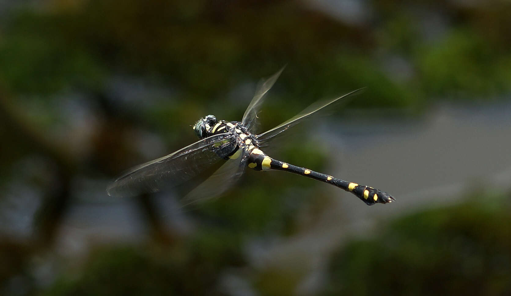 Imagem de <i>Ictinogomphus decoratus melaenops</i>