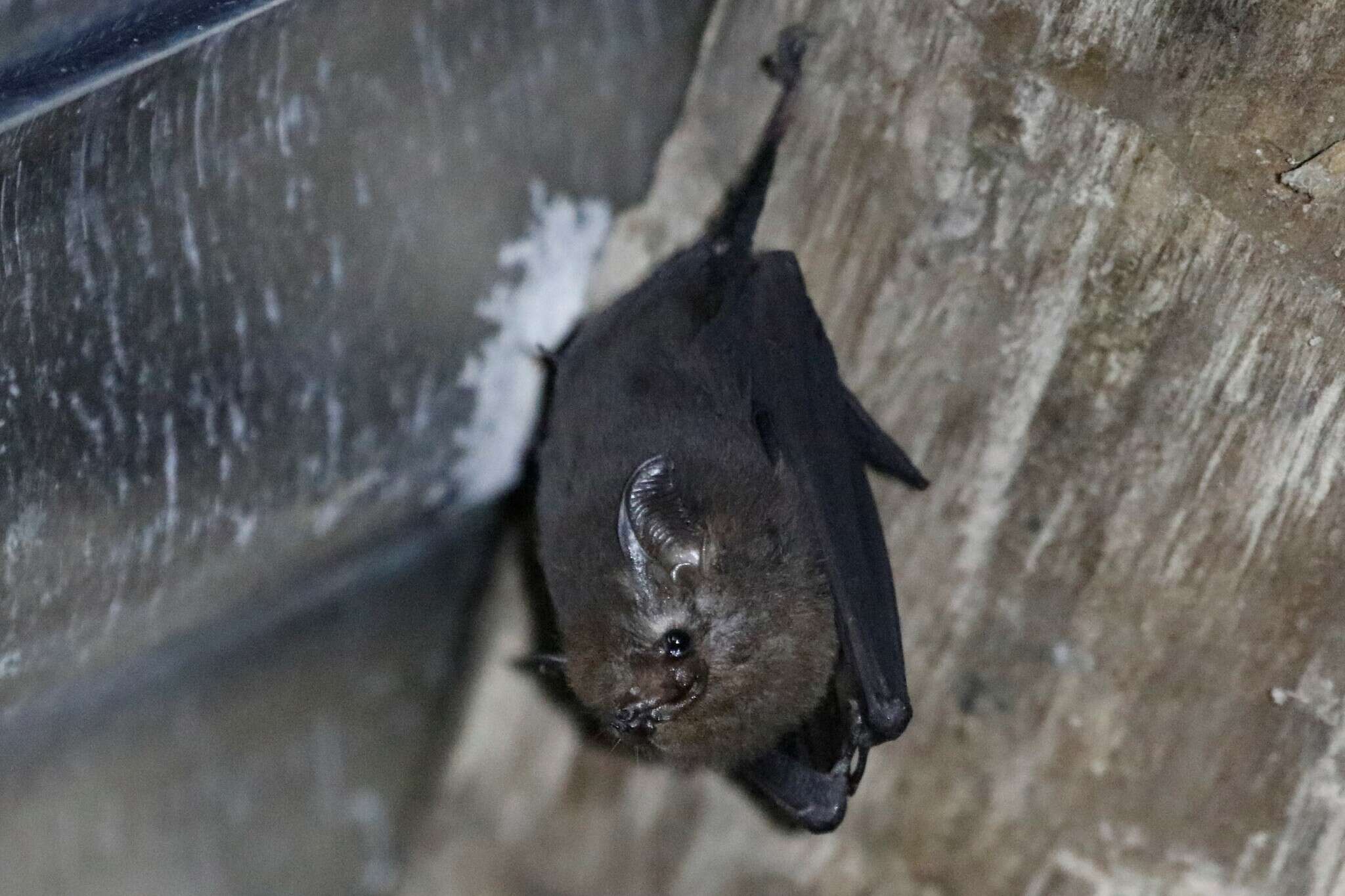 Image of Peters’s Sheath-tailed Bat