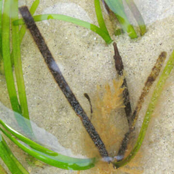 Image of Northern Pipefish