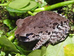 Image of Hasselt's Litter Frog