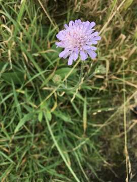 Слика од Knautia arvensis (L.) Coulter