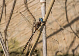 Image of Macrothemis celeno (Selys ex Sagra 1857)