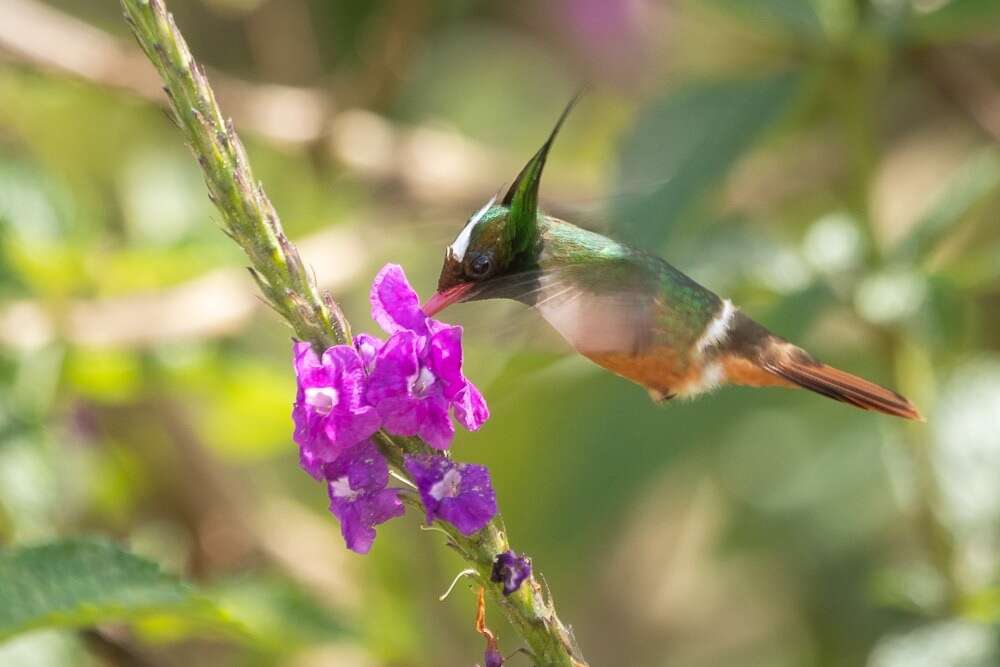 Lophornis adorabilis Salvin 1870 resmi