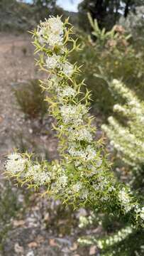 Image of Grevillea trifida (R. Br.) Meissner