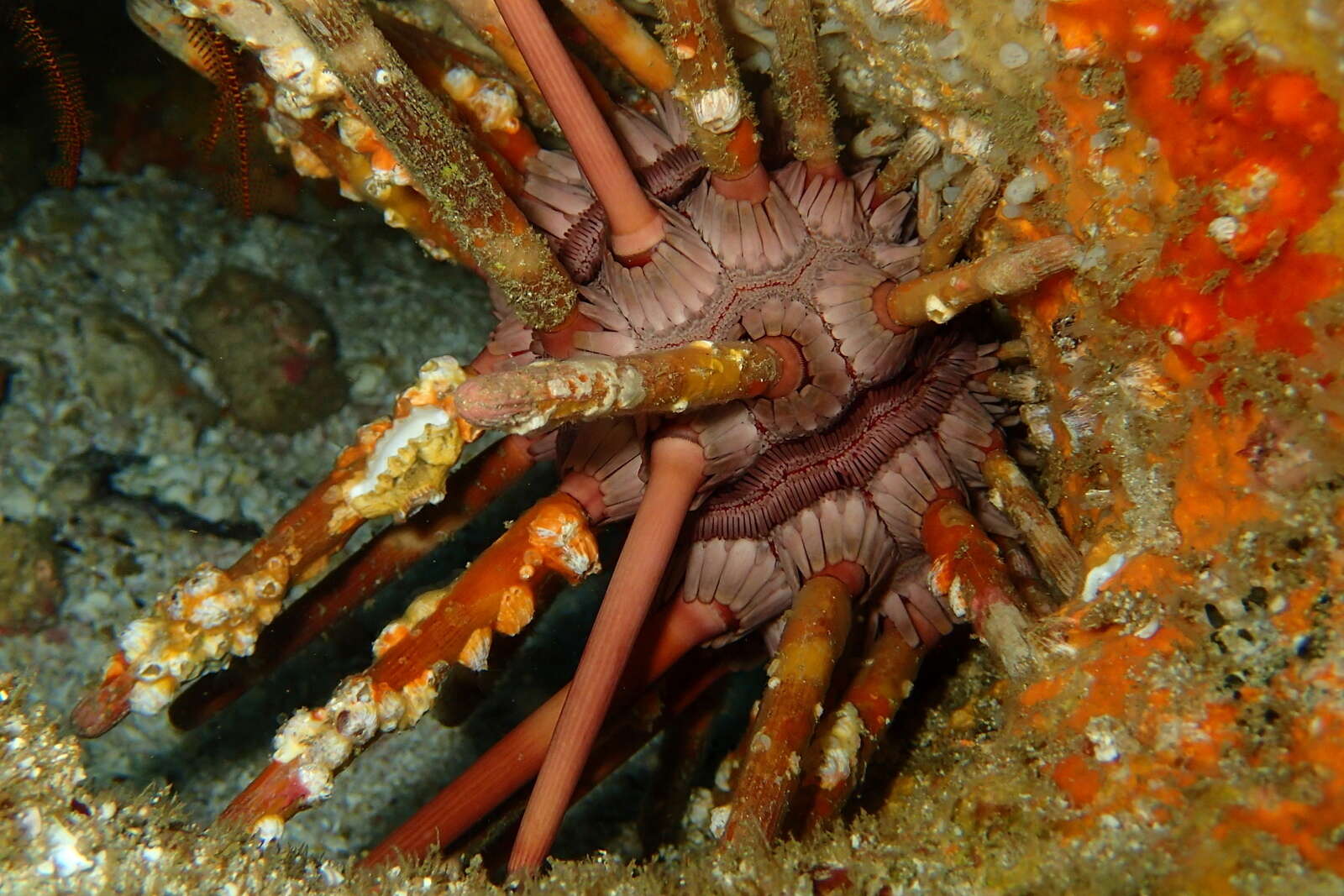 Image of Imperial urchin