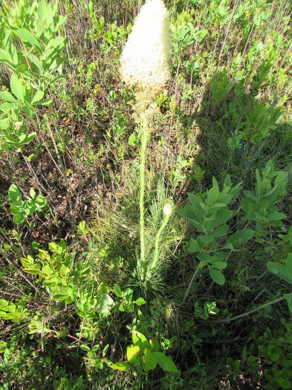 Image of eastern turkeybeard